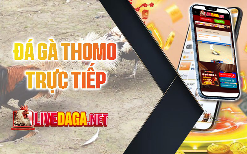 Trực tiếp đá gà Livedaga – Trực tiếp Thomo hàng ngày